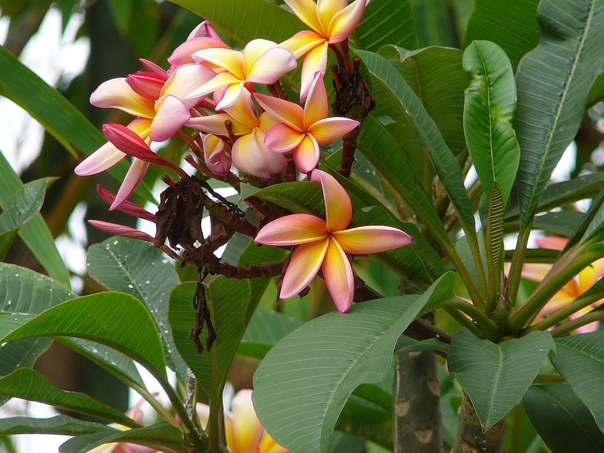 Plumeria rubra